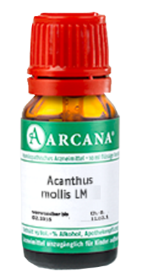 ACANTHUS mollis LM 8 Dilution